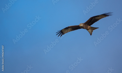 english red kite bird of prey on the wing looking for food 