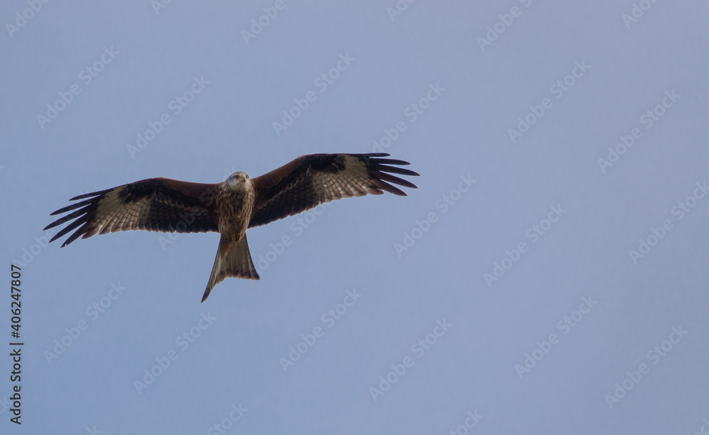 english red kite bird of prey on the wing looking for food english red kite bird of prey on the wing looking for food