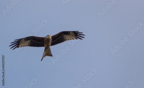 english red kite bird of prey on the wing looking for food  © Martin
