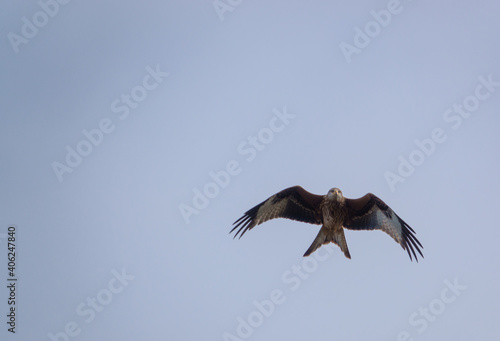 english red kite bird of prey on the wing looking for food 