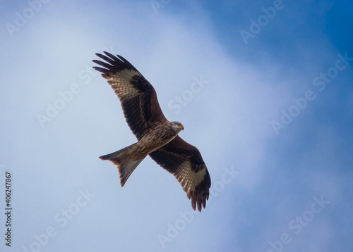 english red kite bird of prey on the wing looking for food 