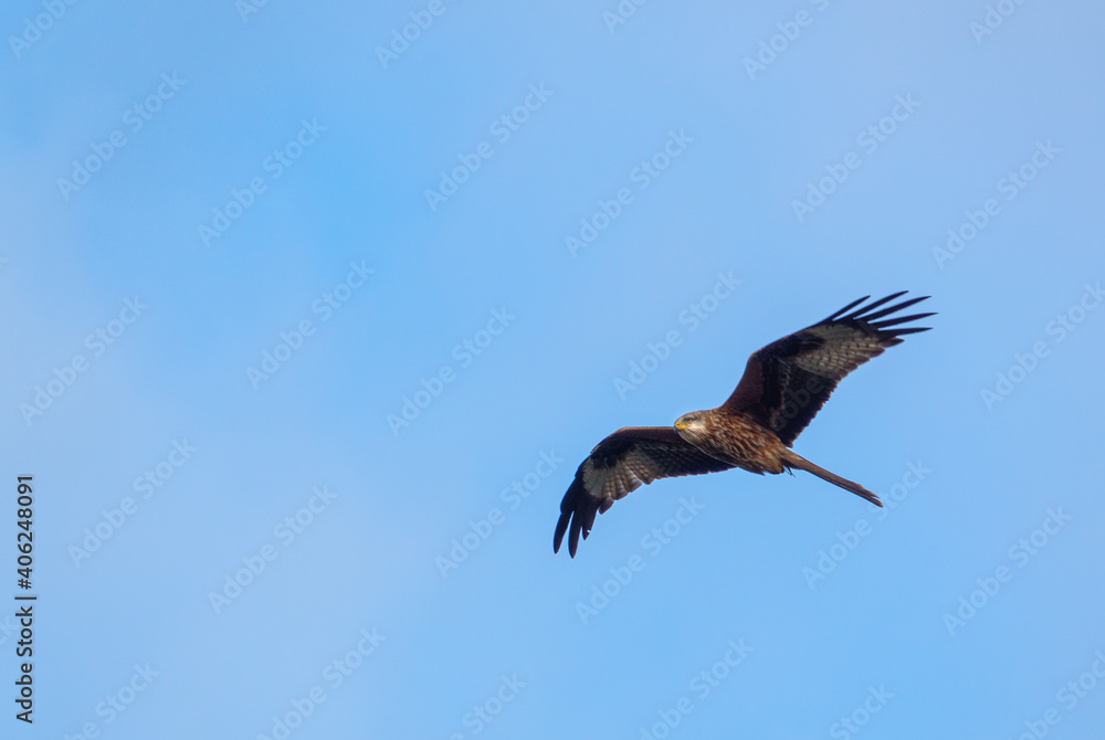 english red kite bird of prey on the wing looking for food english red kite bird of prey on the wing looking for food