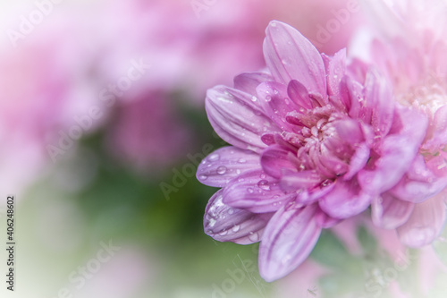 Chrysanthemum