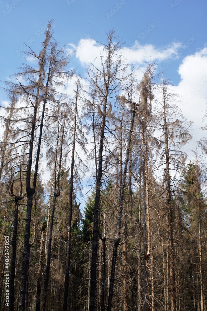 Fototapeta premium Borkenkäfer, Kiefern sterben im Wald, abgestorbene Bäume