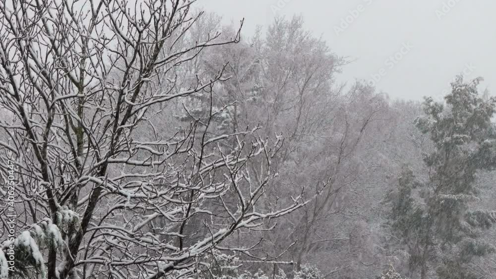Snowing with trees and light wind Snowing with trees and light wind