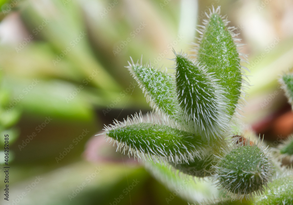 close up of a plant close up of a plant
