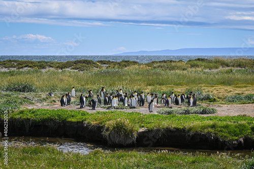Pingüino Rey Patagonia photo
