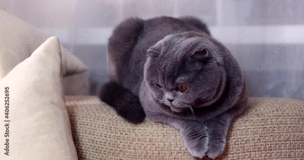 Scottish fold cat sitting and looking at camera, look ahead. British shorthair grey and blue cat with big yellow eyes. Domestic cat, Animal, Pets Scottish fold cat sitting and looking at camera, look ahead. British shorthair grey and blue cat with big yellow eyes. Domestic cat, Animal, Pets