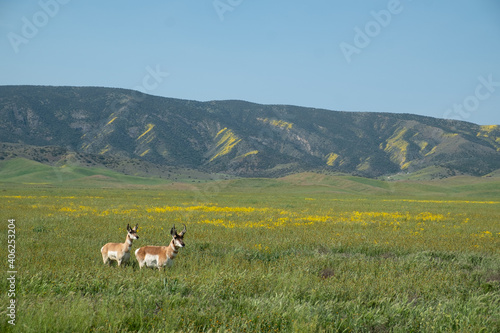 Pronghorn Antelope 1