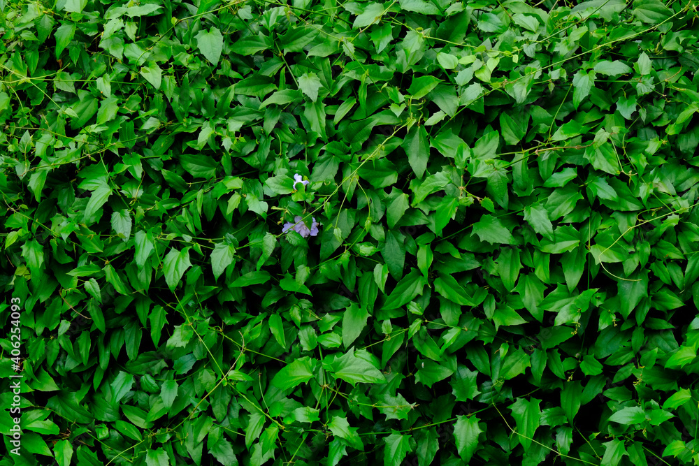 Tumbérgia-azul – Thunbergia grandiflora Tumbérgia-azul – Thunbergia grandiflora