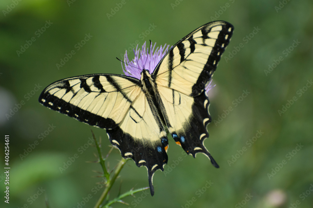 Butterfly 2020-43 / Tiger Swallowtail (Papilio glaucus) Butterfly 2020-43 / Tiger Swallowtail (Papilio glaucus)