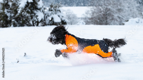 Dog running in fresh white powder snow -  black labradoodle in an orange cover