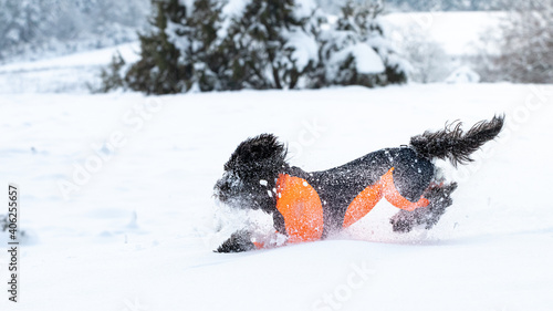 Dog running in fresh white powder snow -  black labradoodle in an orange cover