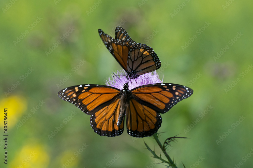 Fototapeta premium Butterfly 2020-48 / Monarch butterflies (Danaus plexippus)