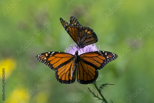 Butterfly 2020-48 / Monarch butterflies (Danaus plexippus)