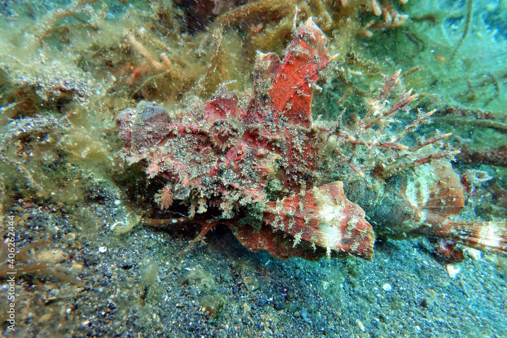 Inimicus didactylus - Steinfisch, Teufelsfisch Inimicus didactylus - Steinfisch, Teufelsfisch