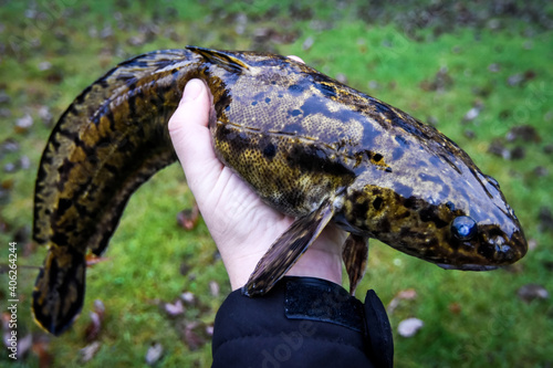 Fotografi Angler holding a burbot - fishing trophy