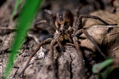 large brown predatory poisonous spider