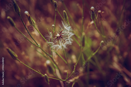 Dandelion in thegrass photo