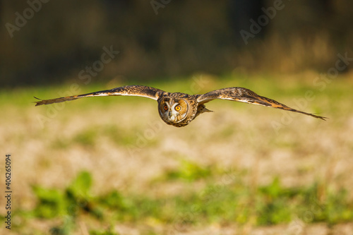 Owl in flight. Long-eared owl, Asio otus, flying with widely spread wings over green field. Hunting predator in natural habitat. Beautiful bird of prey with orange eyes. Wildlife scene from nature.