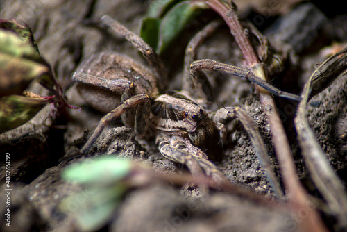 large brown predatory poisonous spider