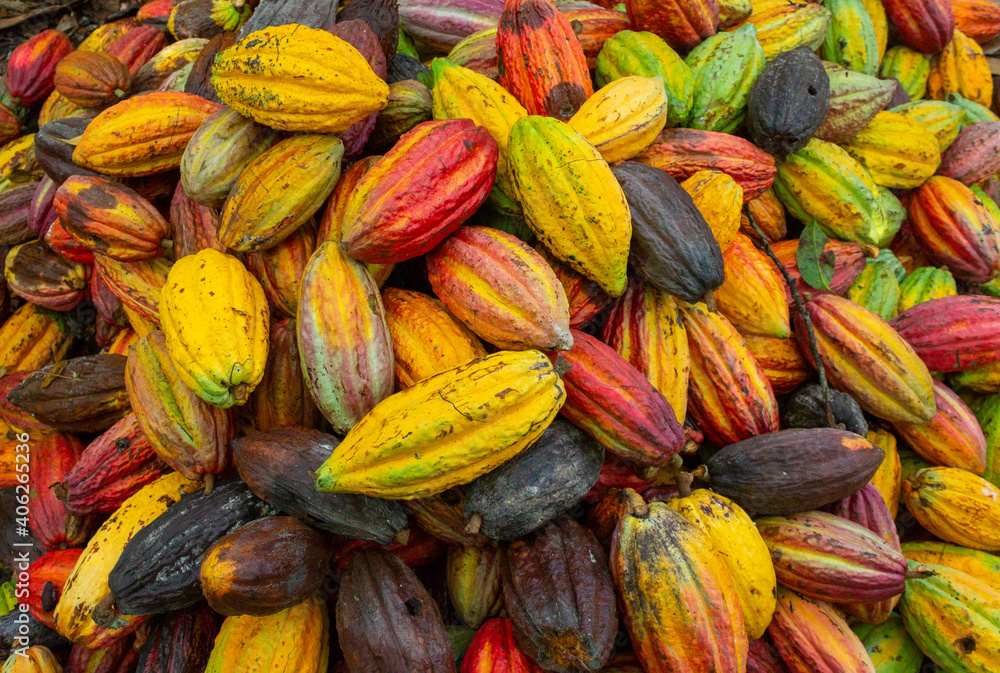 Fototapeta premium Mazorcas de cacao, Arauquita, Arauca, Colombia