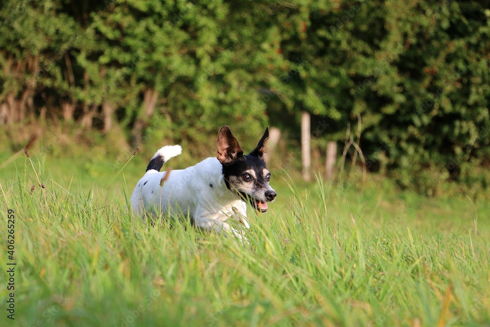 small jack russell terrier is running in the park