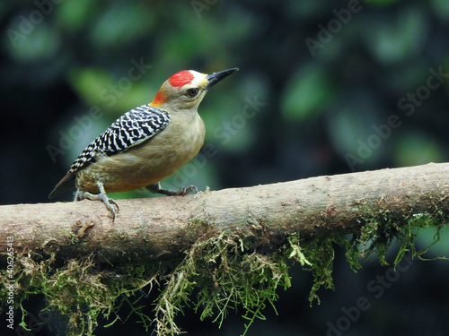 Hoffmann`s Woodpecker ( Male) photo