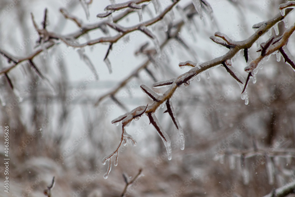 Close up of icy covered spiky tree branches Close up of icy covered spiky tree branches