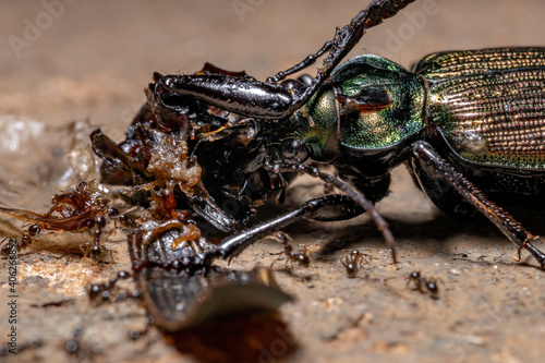 Adult Caterpillar hunter Beetle photo