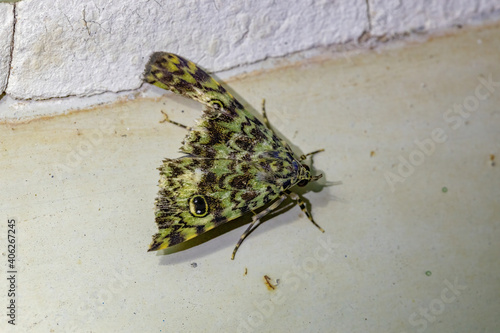 Adult Fruit-piercing Moth photo