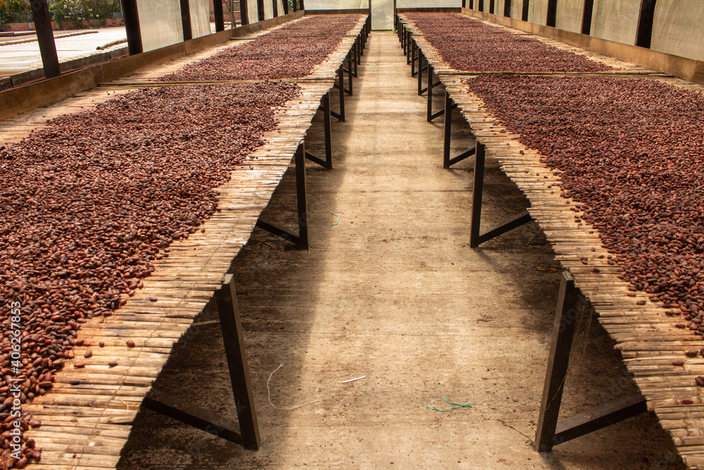Obraz premium Proceso del secado del cacao, Arauquita, Arauca, Colombia.