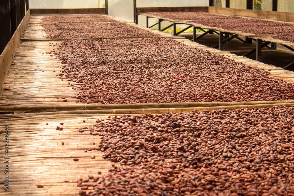 Proceso del secado del cacao, Arauquita, Arauca, Colombia. Stock Photo ...