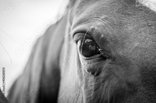 close up of horse head © CJO Photography