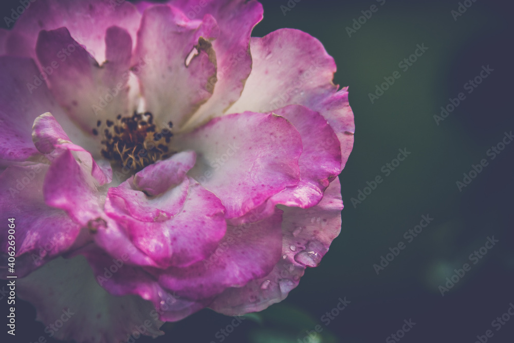 Naklejka premium close up of a pink rose