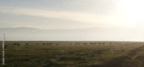 Wildebeest marching through the crater, great migration. 