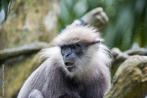 The purple-faced langur  Semnopithecus vetulus   is a species of Old World monkey that is endemic to Sri Lanka. The animal is a long-tailed arboreal species  identified by a mostly brown dark face.