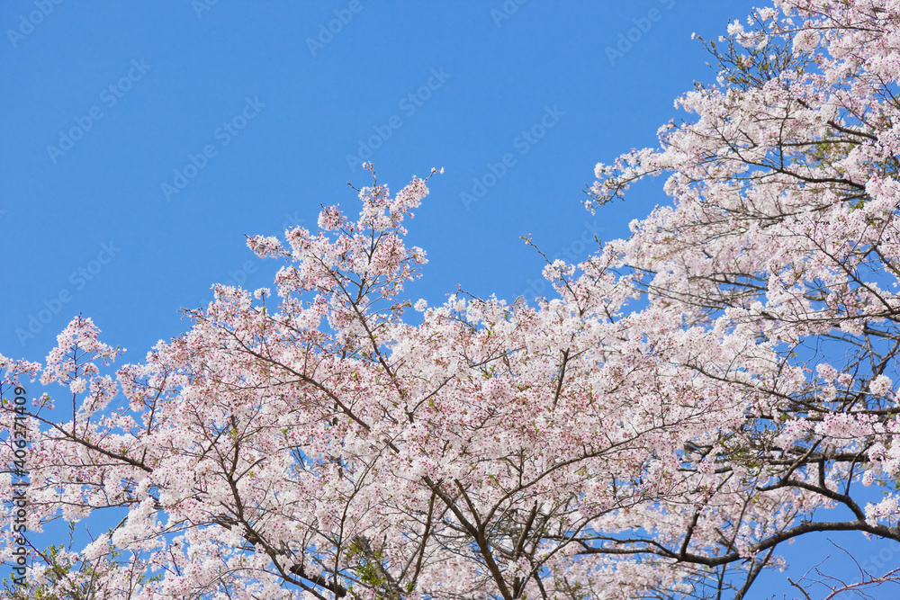 入来清浦ダム周辺 青空を背景に満開の桜
入来清浦ダム周辺 青空を背景に満開の桜