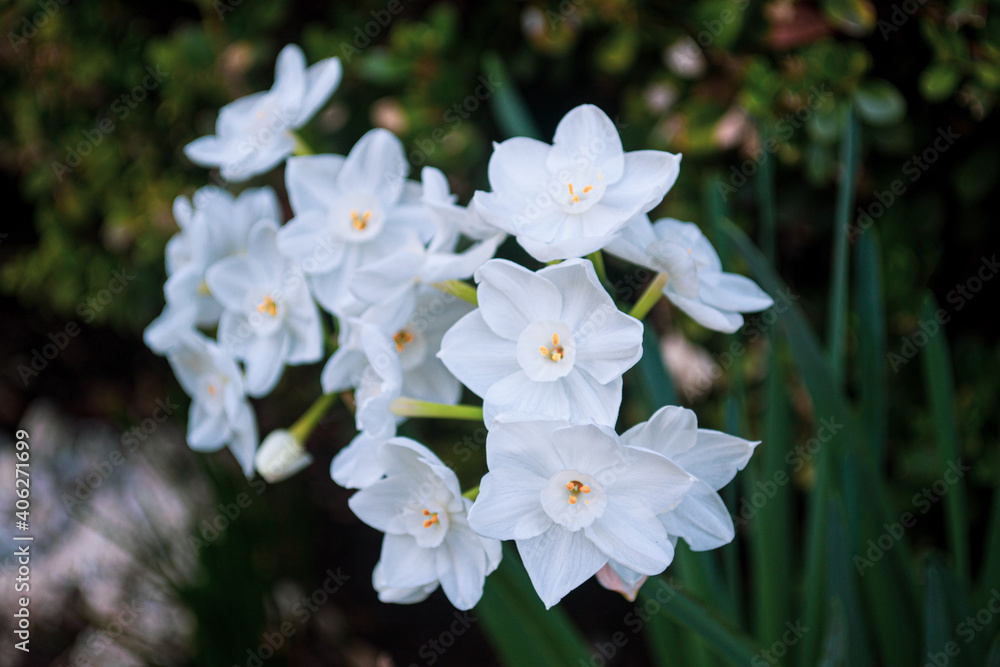white flowers in the garden white flowers in the garden