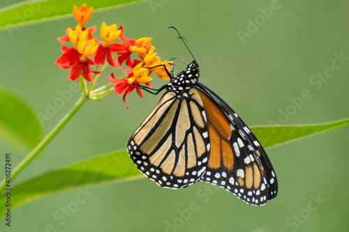 Butterfly 2020-45   Monarch butterfly  Danaus plexippus 