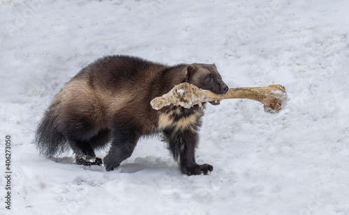 Wolverine Bone Bandit - a wolverine carries a moose femur bone to its secret hiding place for future eating. Haines, Alaska.
