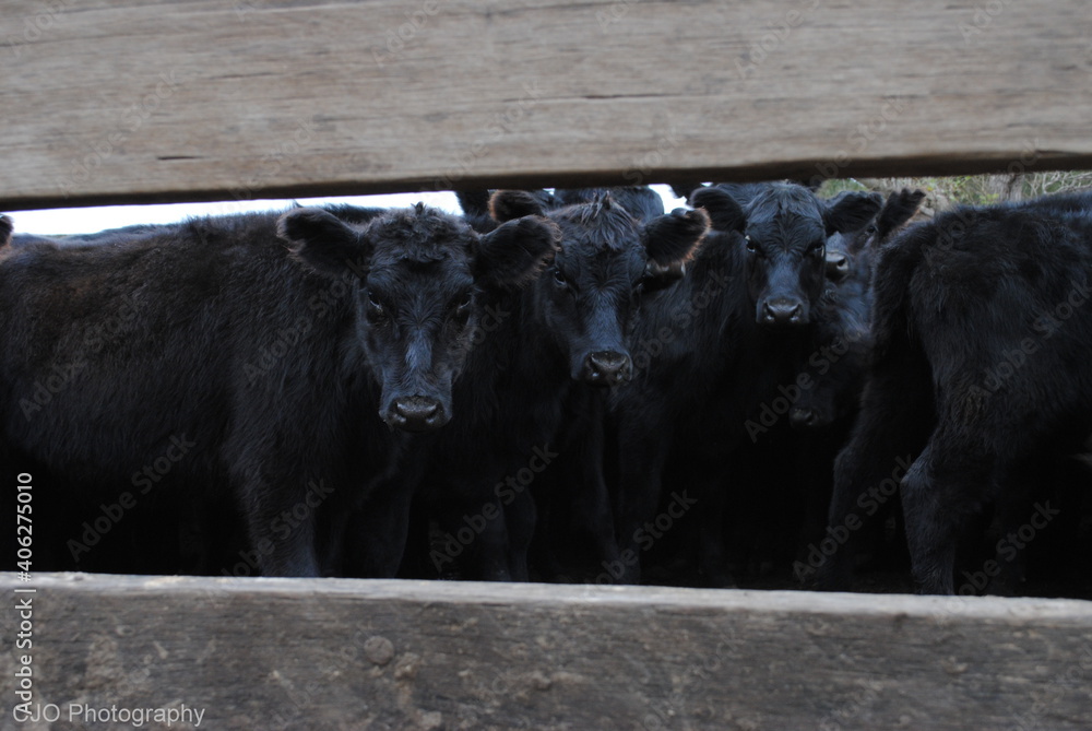 Fototapeta premium Angus through the rails