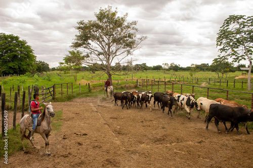 Arreando ganado en los llanos orientales  photo