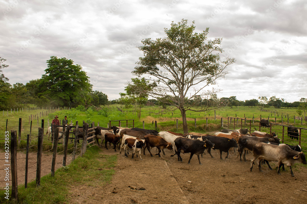 Obraz premium Arreando ganado en los llanos orientales