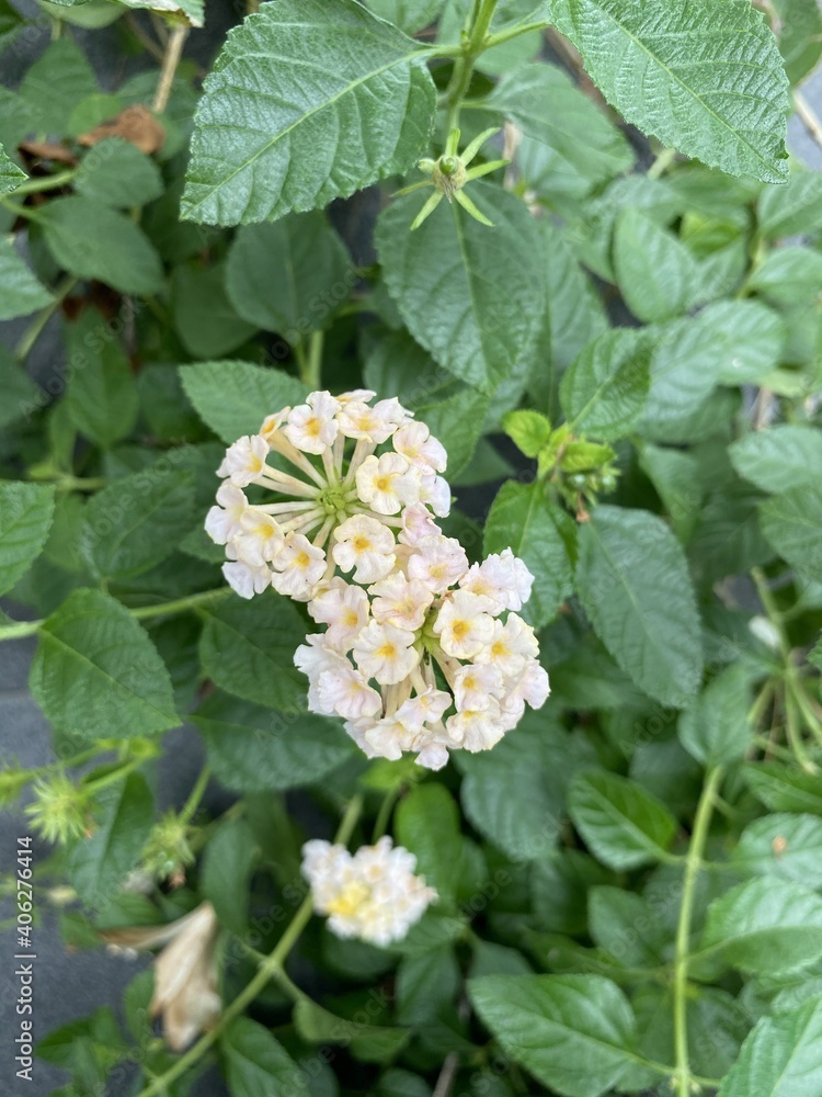 Lantana camera flower in nature garden Lantana camera flower in nature garden