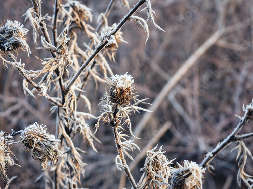 Thistle Flower in the Snow: Frozen in time, a prairie wildflower thistle covered in morning frost on an early winter morning close up view