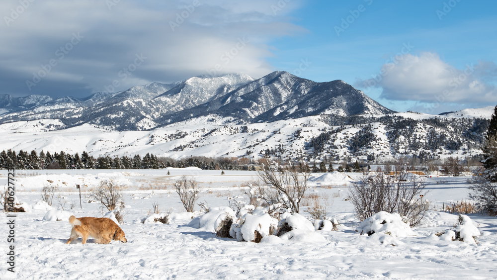 Dogs of Bozeman Montana, Landscape of Dog in Front of Bridger Mountain Range in Bozeman Dogs of Bozeman Montana, Landscape of Dog in Front of Bridger Mountain Range in Bozeman