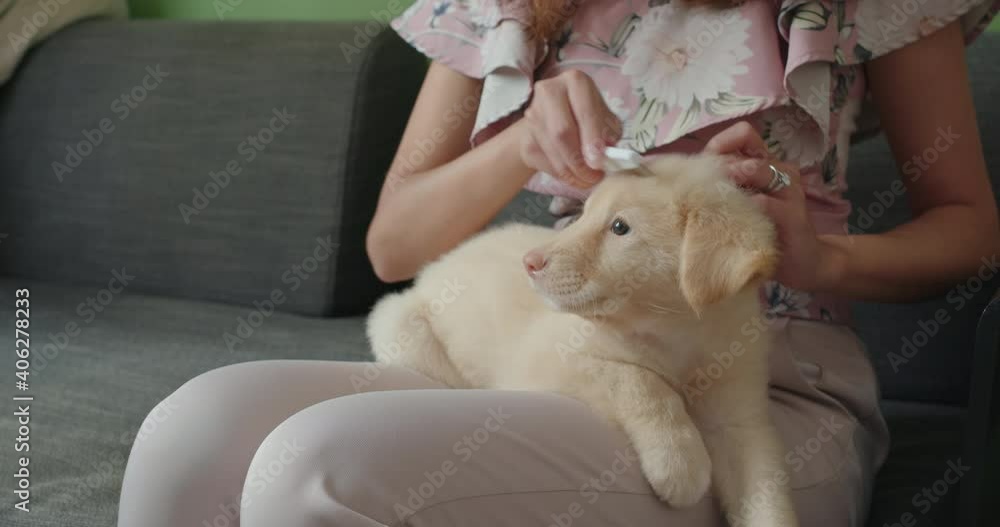 Pet owner brush her puppy at home Pet owner brush her puppy at home