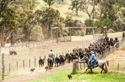 Mustering the Heifers