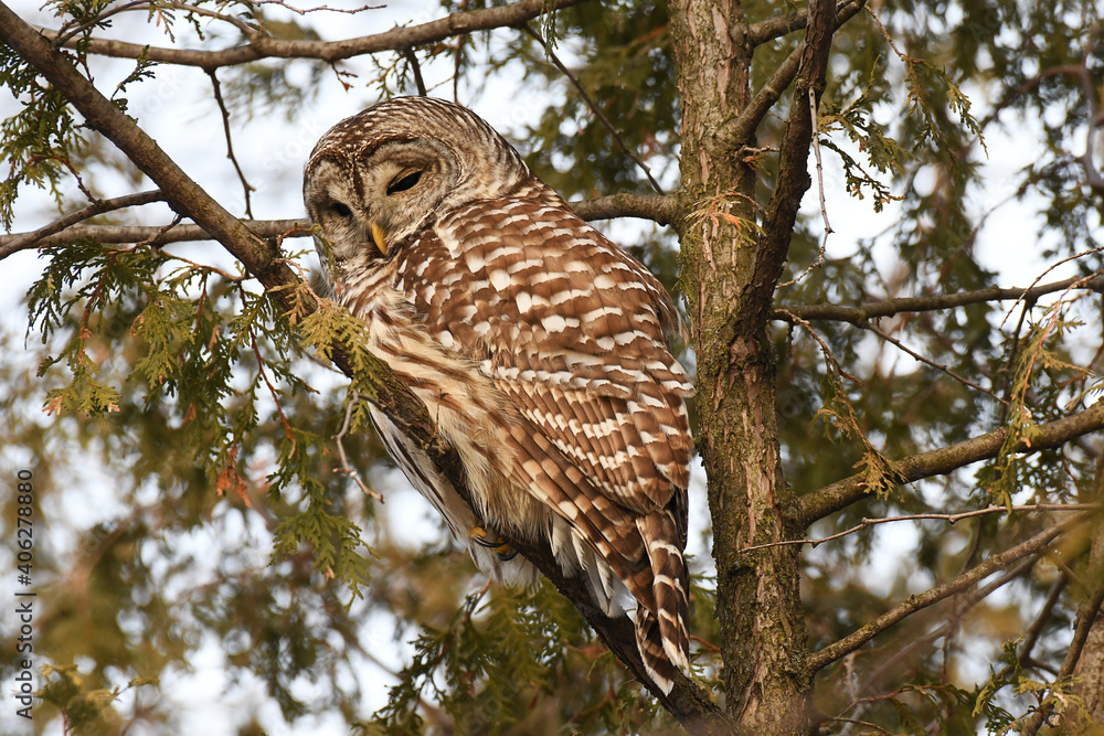 Obraz premium Beautiful Barred Owl trying to sleep in an evergreen in the winter, with eyes almost closed